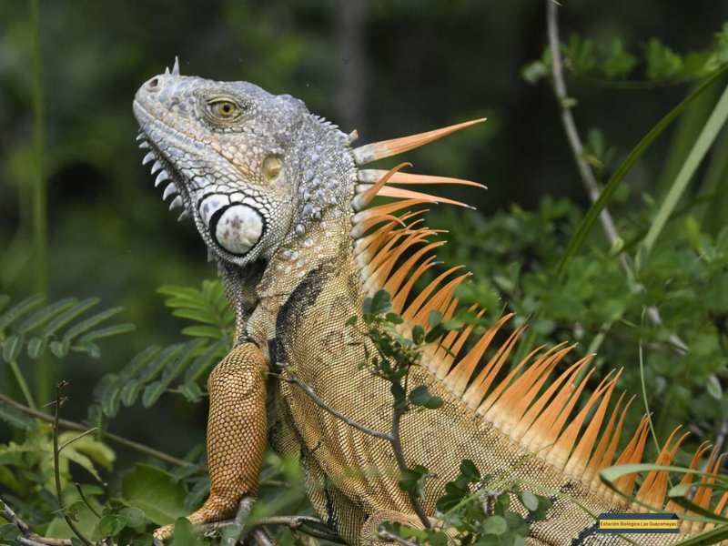 Iguana-iguana