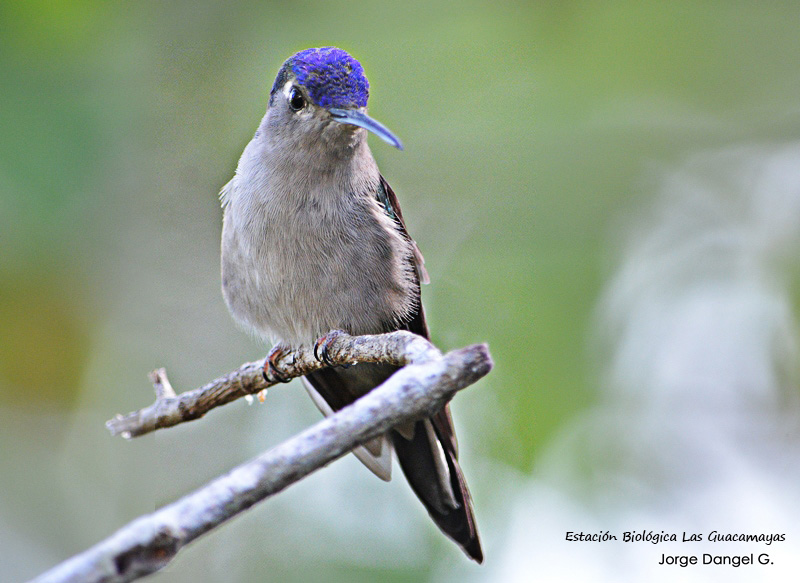 Wedge-tailed-Sabrewing