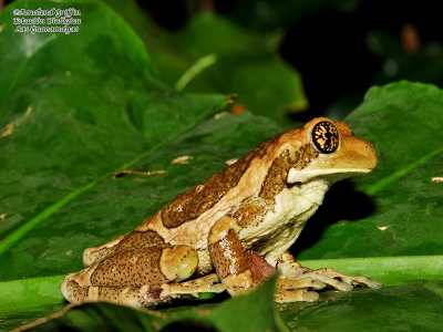 Trachycephalus-typhonius
