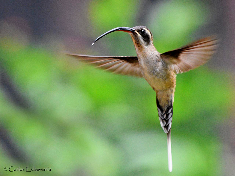 Long-billed Hermit