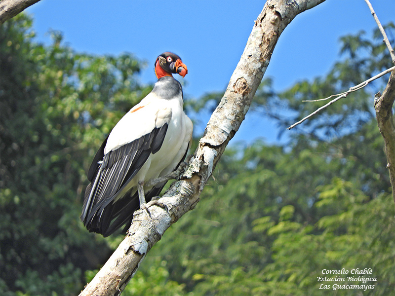 King vulture