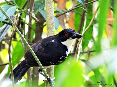 Great Antshrike