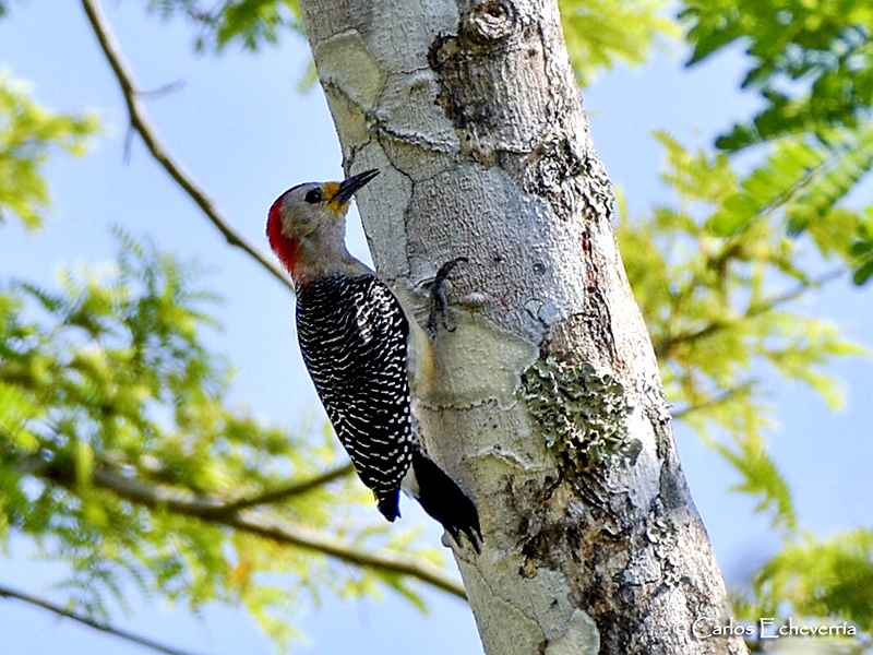yucatan woodpecker