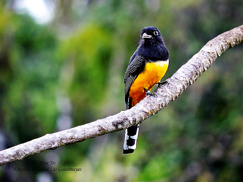 Gartered Trogon