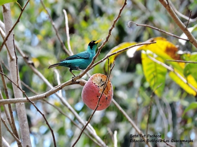 Green-honeycreeper