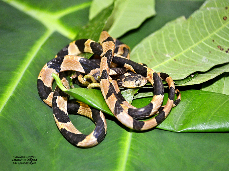 Imantodes cenchoa