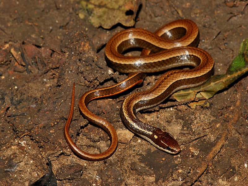 Coniophanes imperialis