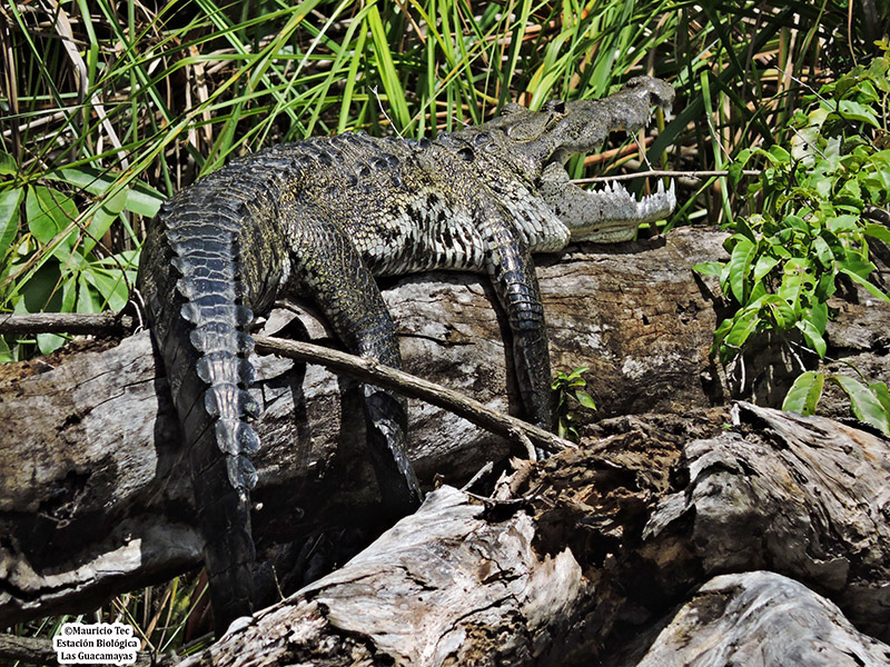 Crocodylus moreletii