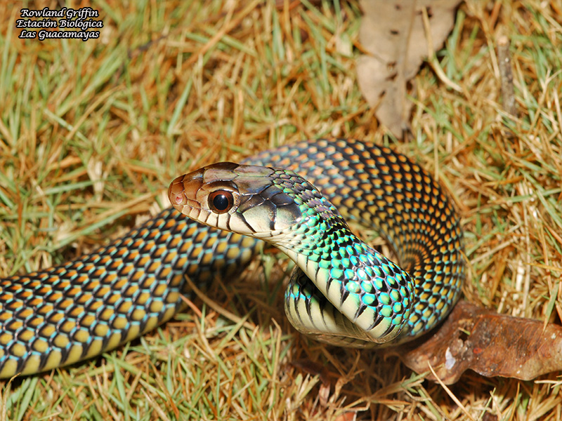 Drymobius margaritiferus