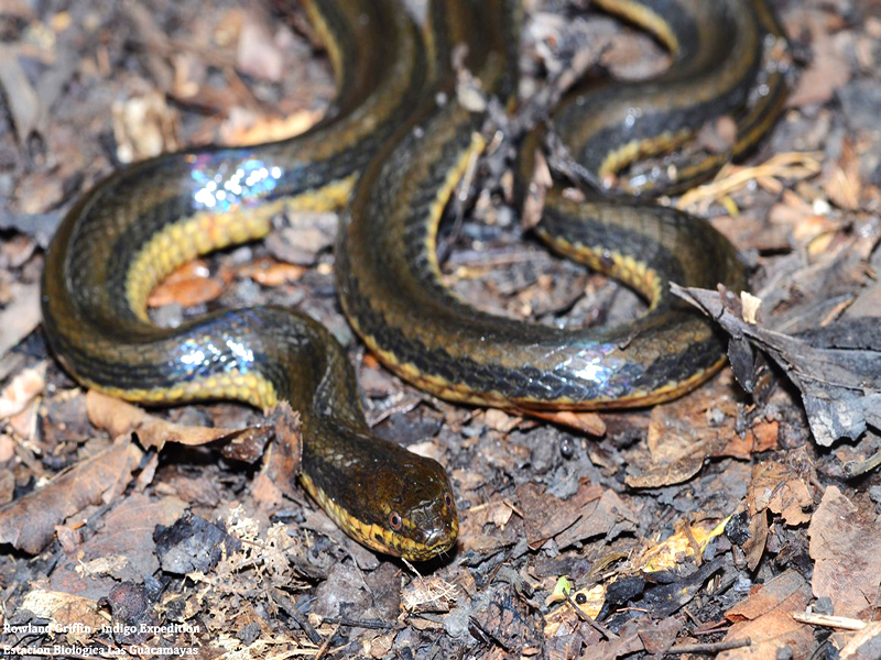 Coniophanes bipunctatus