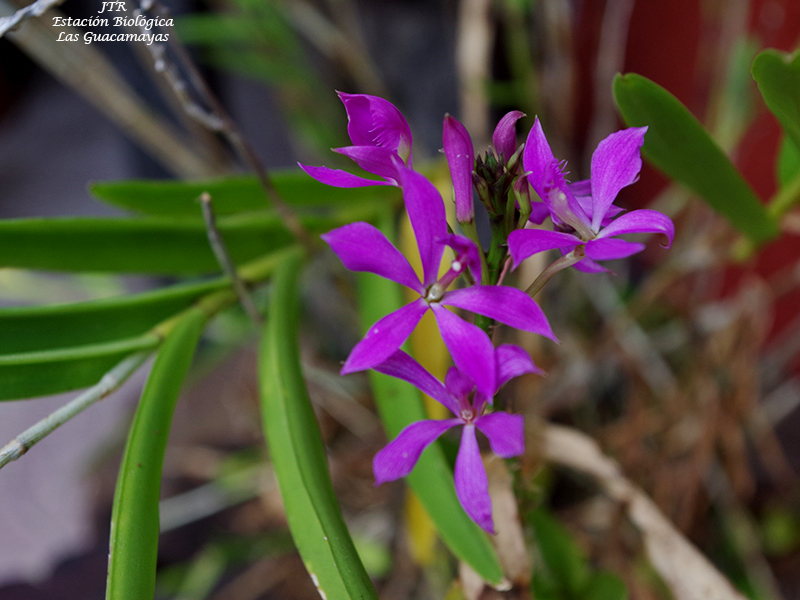 Epidendrum imatophyllum