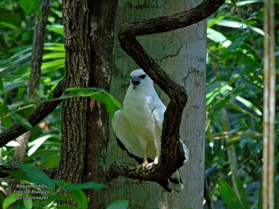 White Hawk