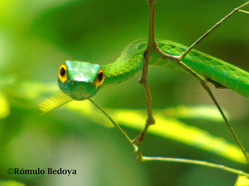 Leptophis ahaetulla