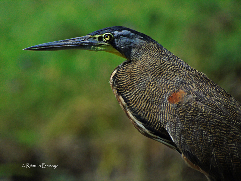 Bare-throated Tiger-Heron