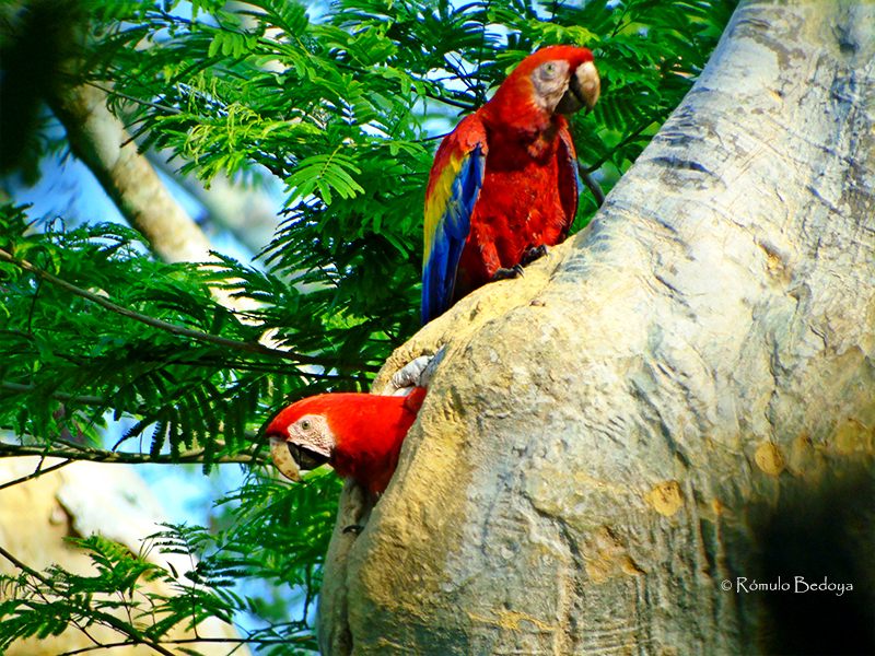 Scarlet Macaw
