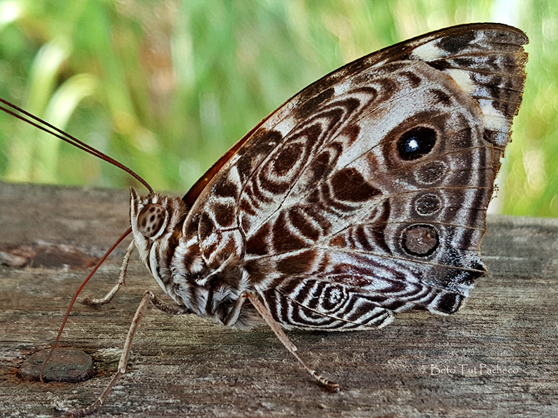 Smyrna blomfildia