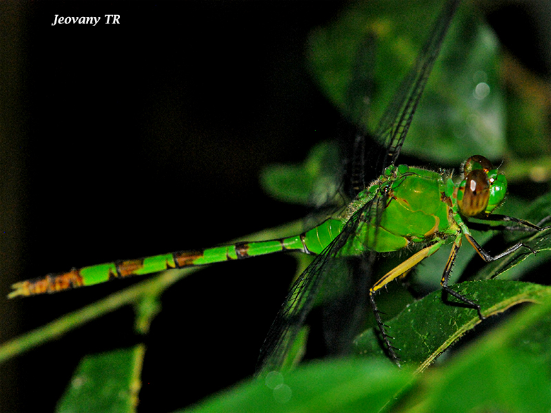 Erythemis vesiculosa