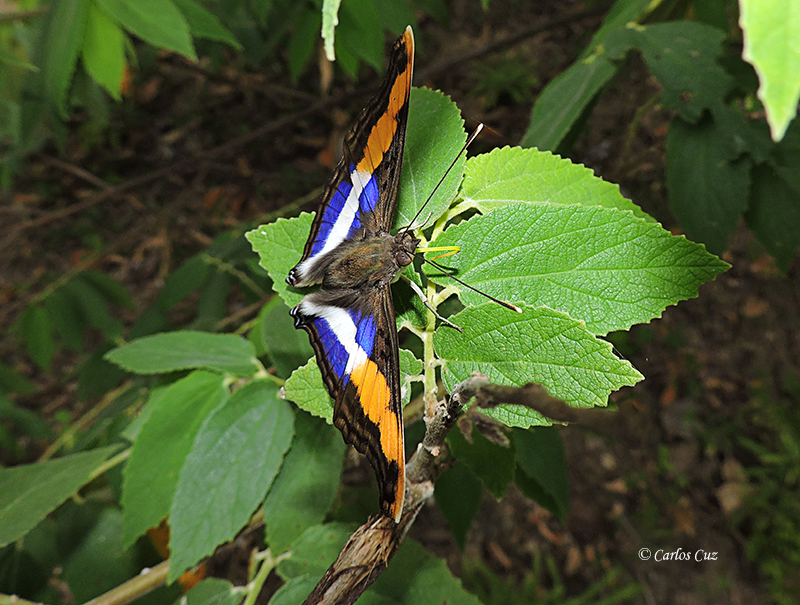 Doxocopa laure