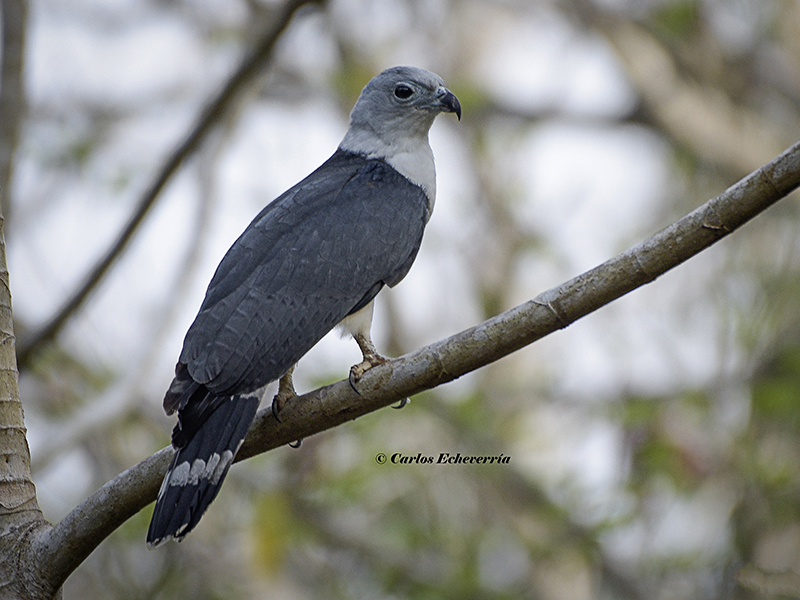 Gray-Header Kite