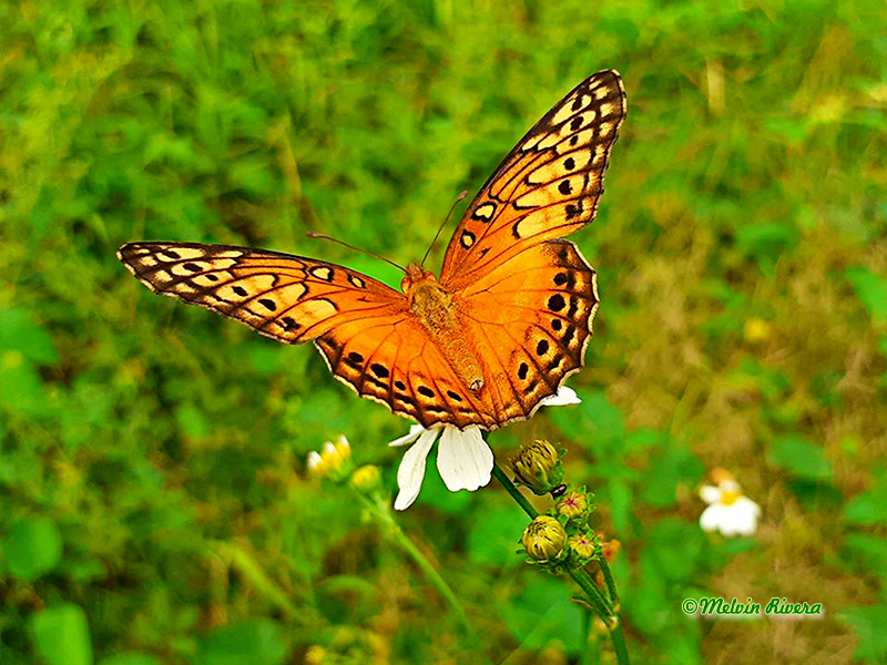 Mexican Fritillary-Euptoieta hegesia