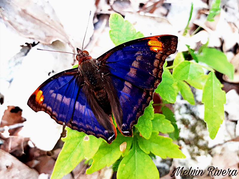 Pavon Emperor-Doxocopa pavon