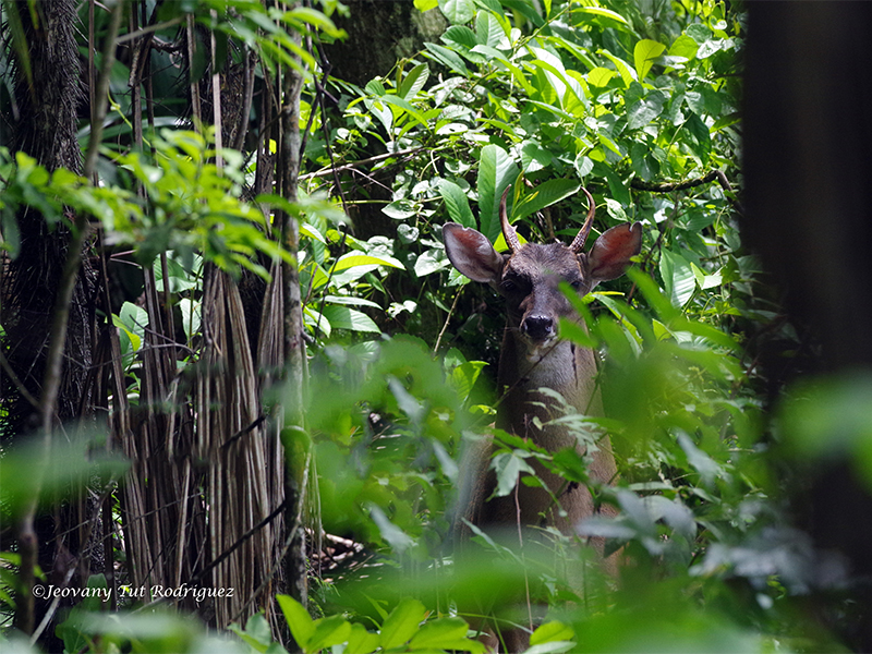 Odocoileus virginianus