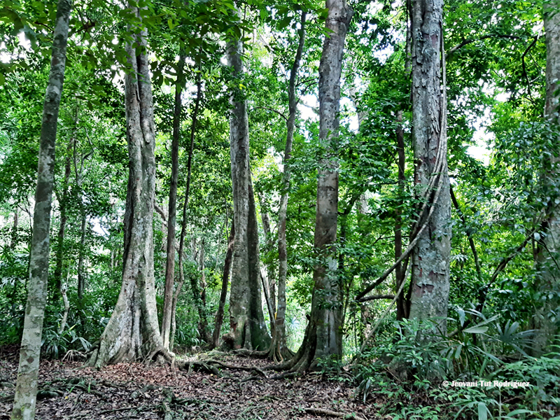 Selva-Parque-Nacional-Laguna-del-Tigre-Guatemala