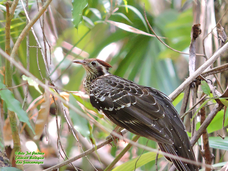 Pheasant Cucko-Dromococcyx phasianellus-estacion-biologica-las-guacamayas