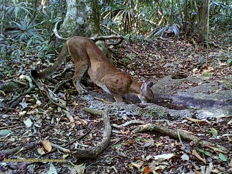 Puma concolor