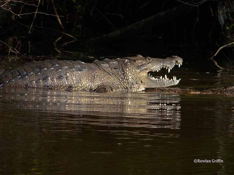 Crocodylus-moreletii