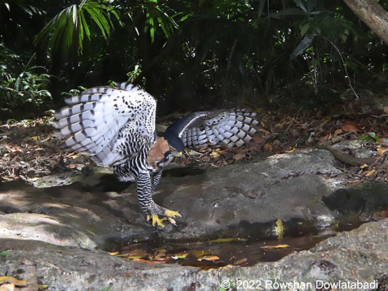 Spizaetus-ornatus