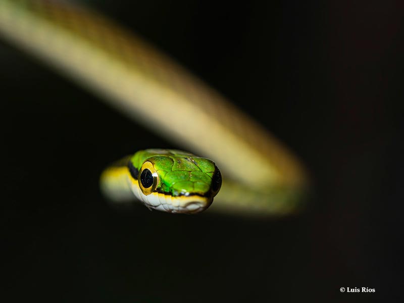 Leptophis-mexicanus