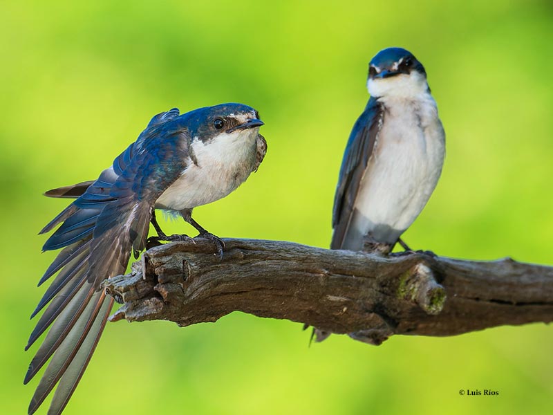 Tachycineta-albilinea