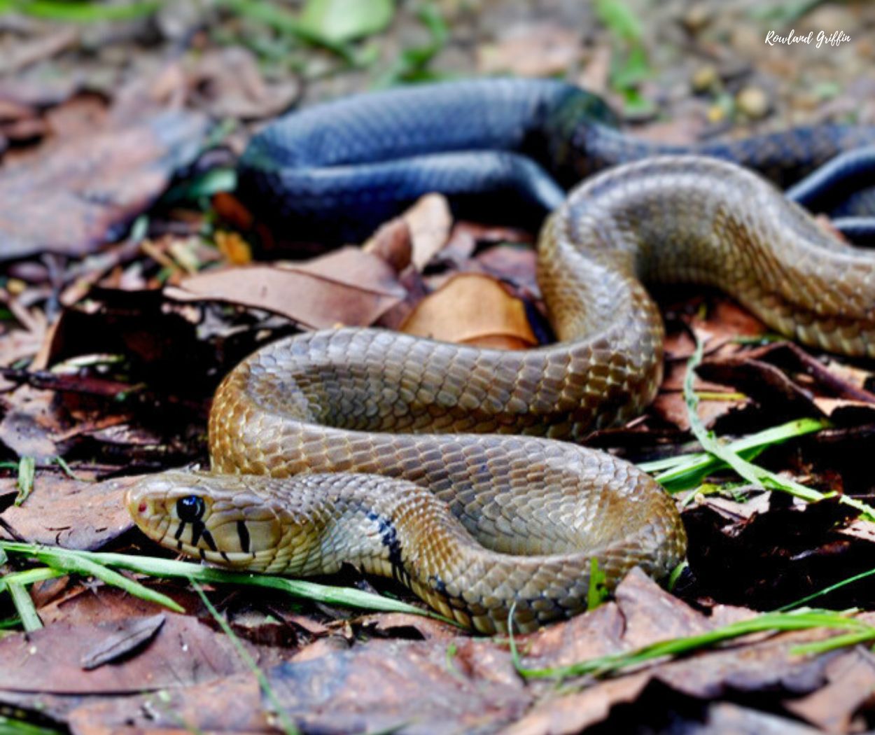 Drymarchon_melanonurus