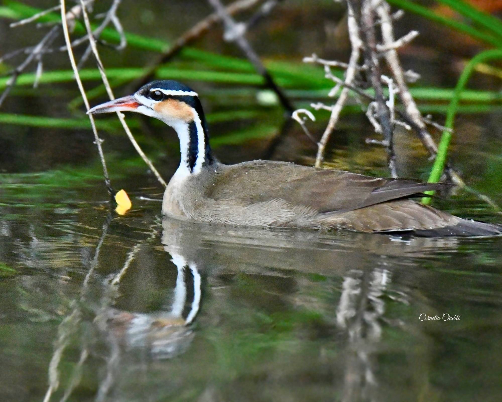 Sungrebe