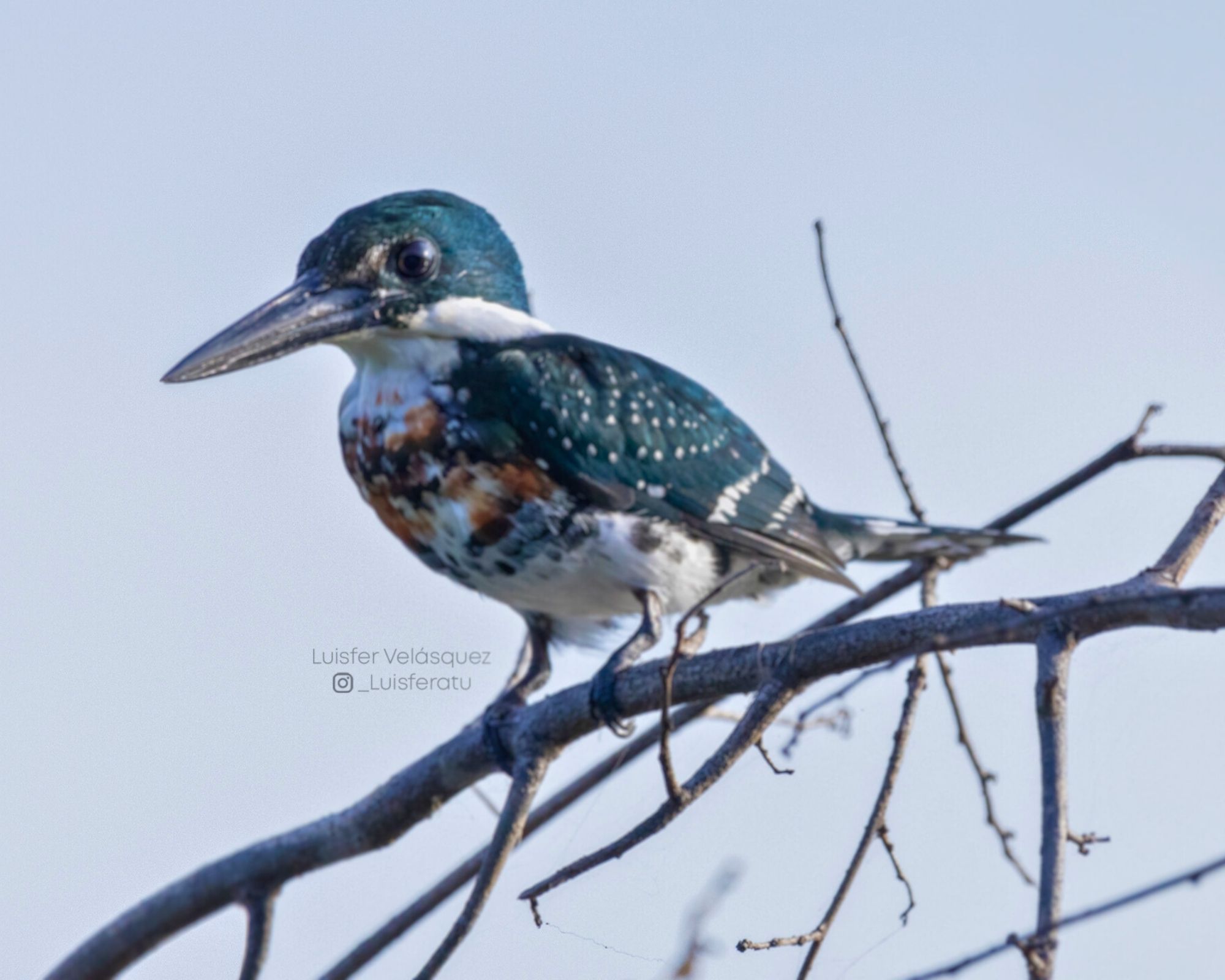 Green Kingfisher