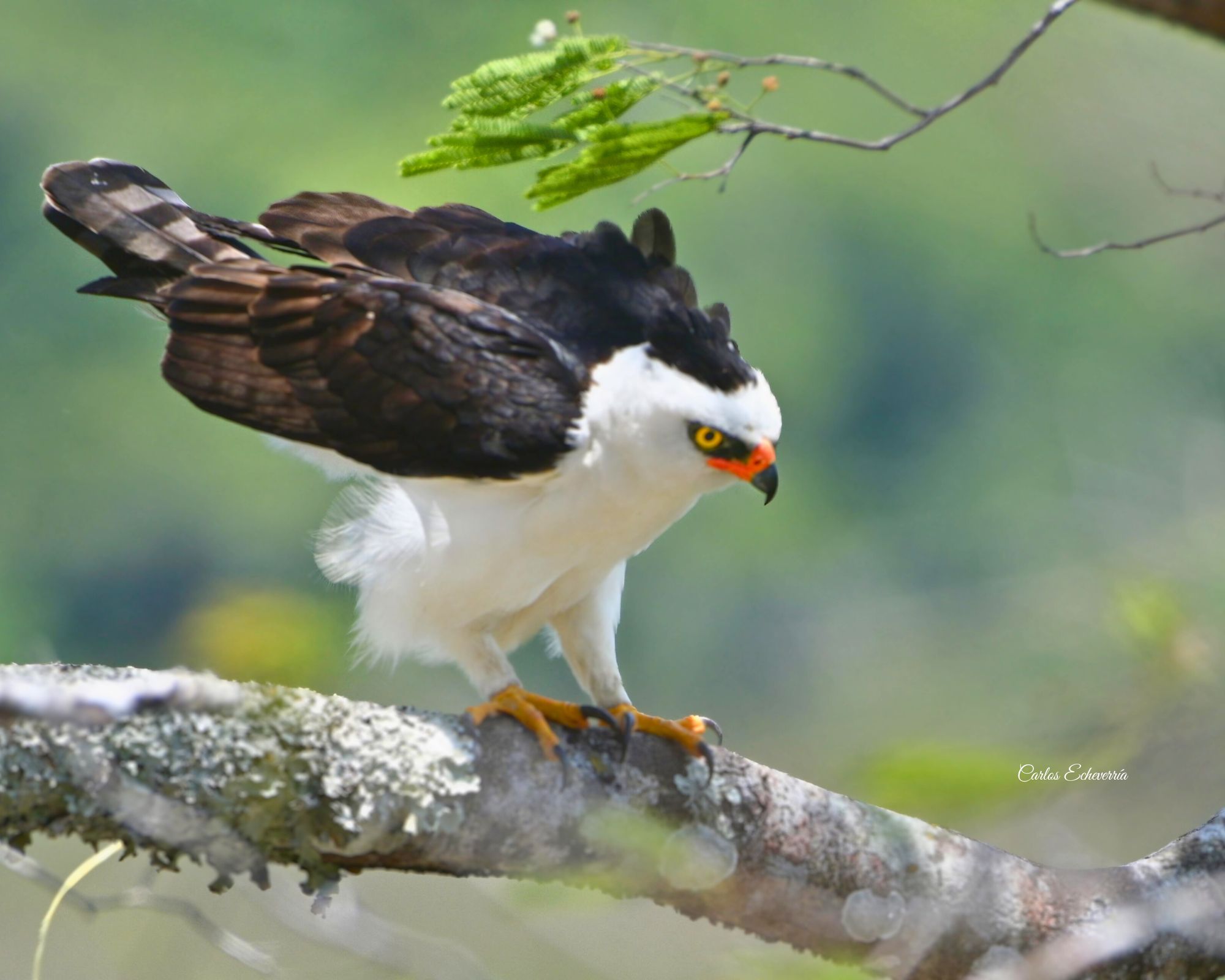 Black-and-white Hawk-Eagle