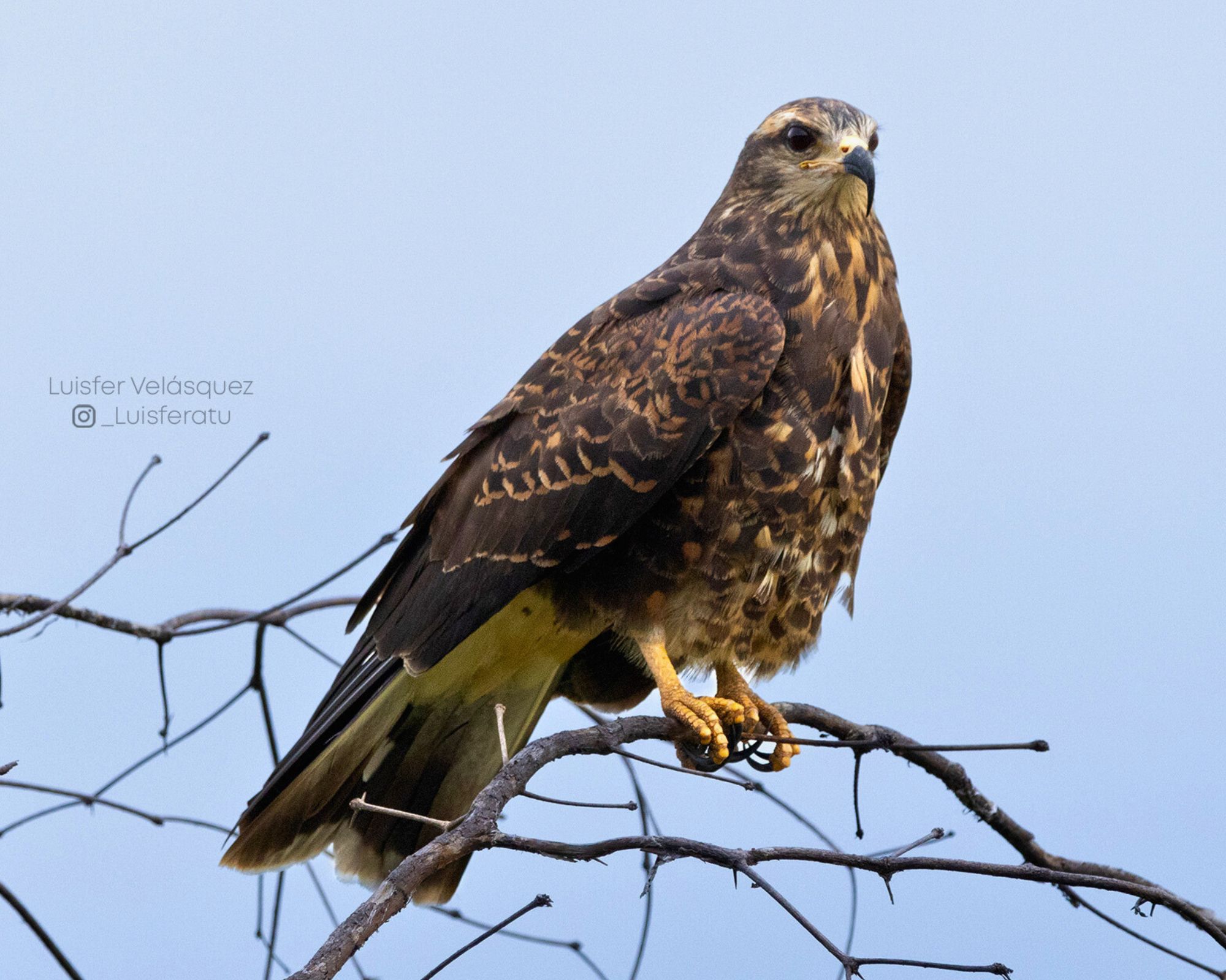 Snail Kite