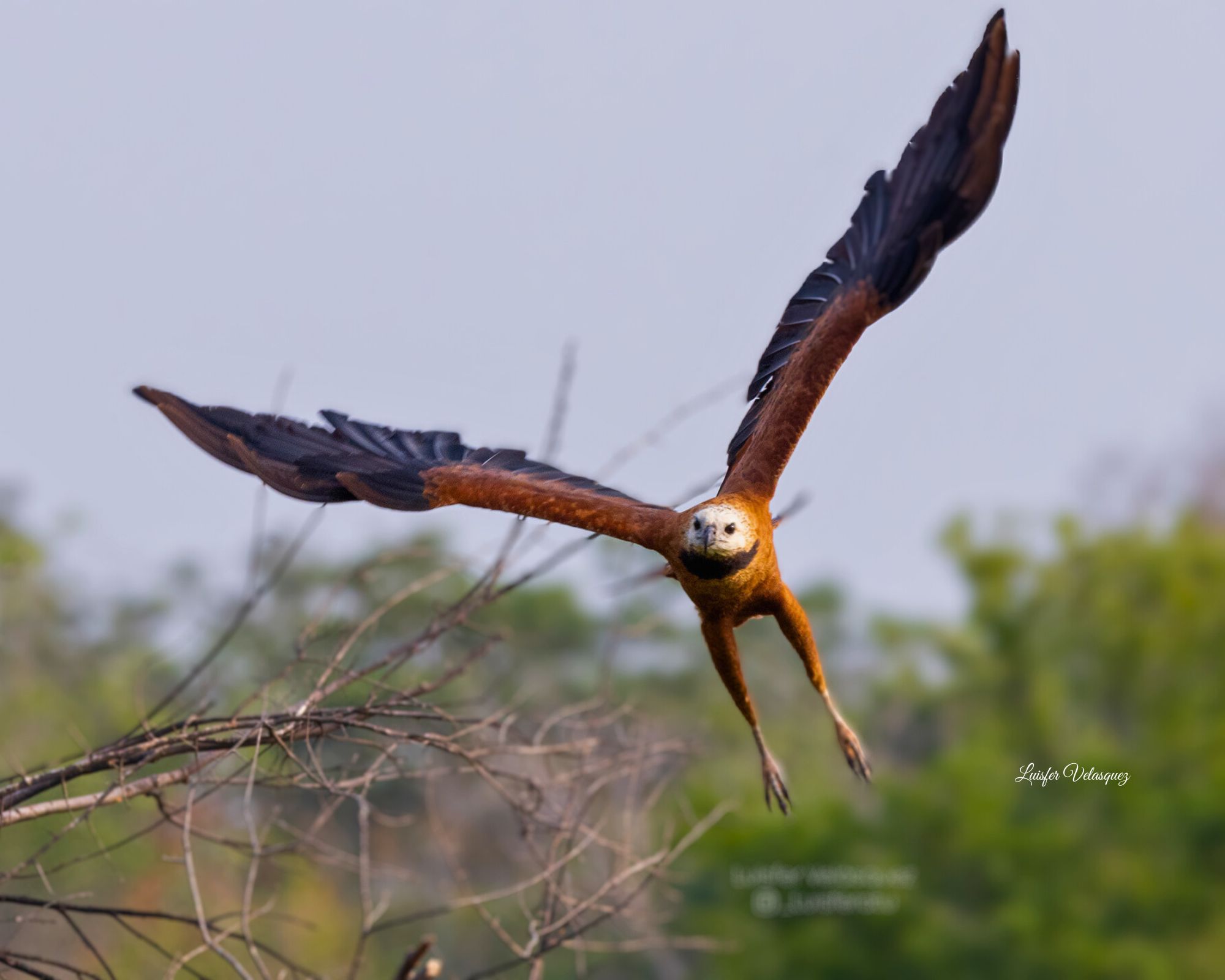 Black-collared Hawk