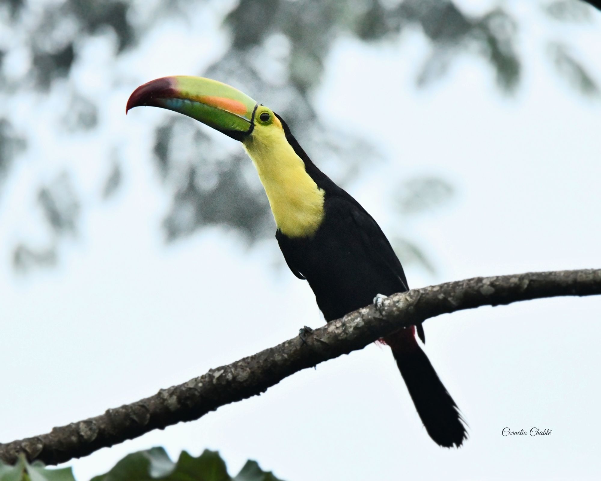 Keel-billed Toucan