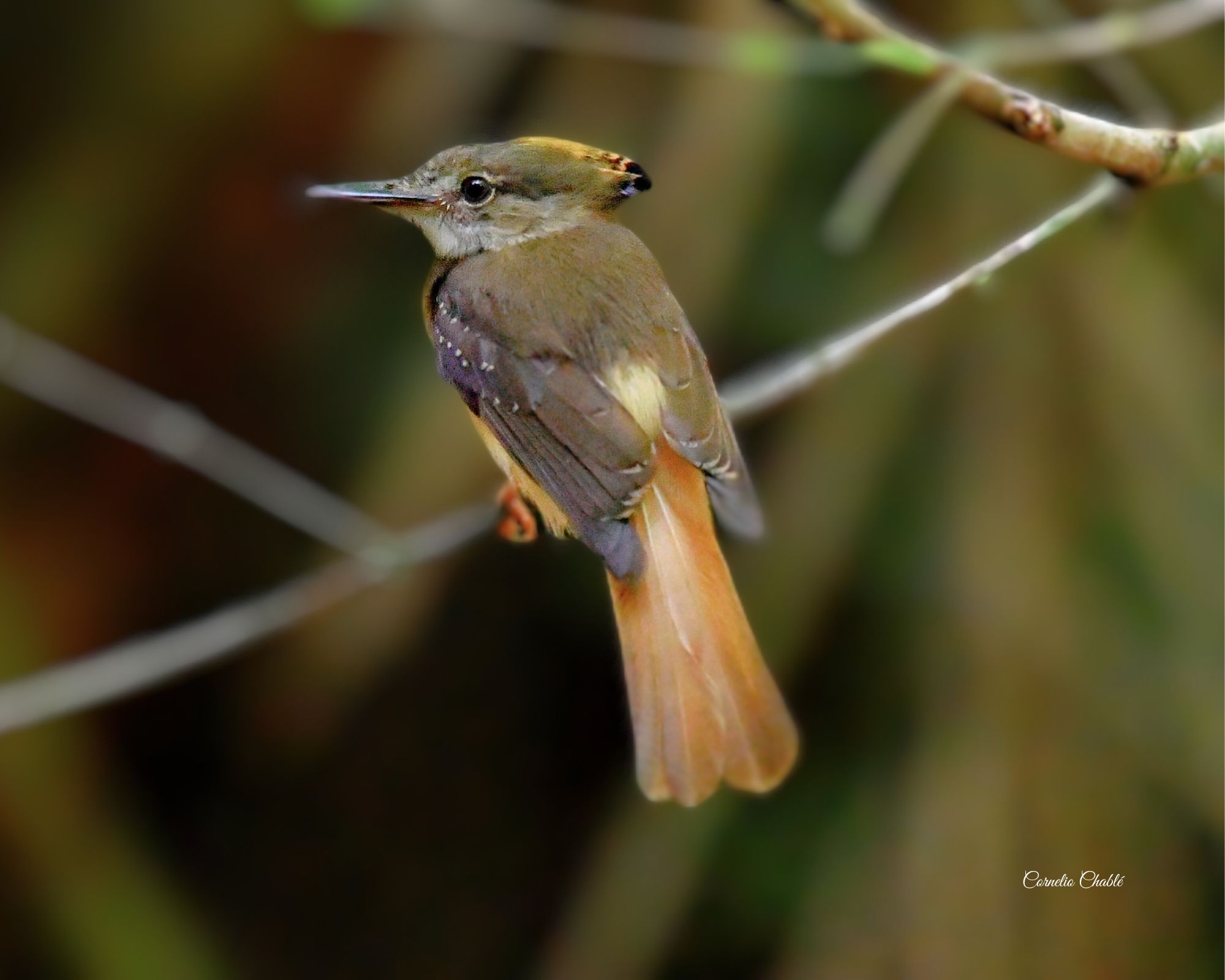 Tropical Royal Flycatcher