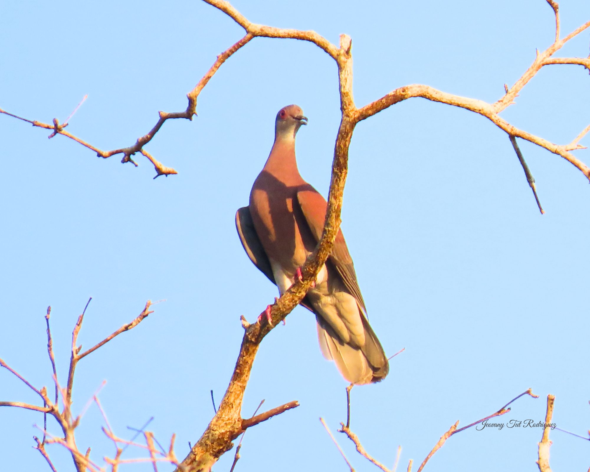 Pale-vented Pigeon
