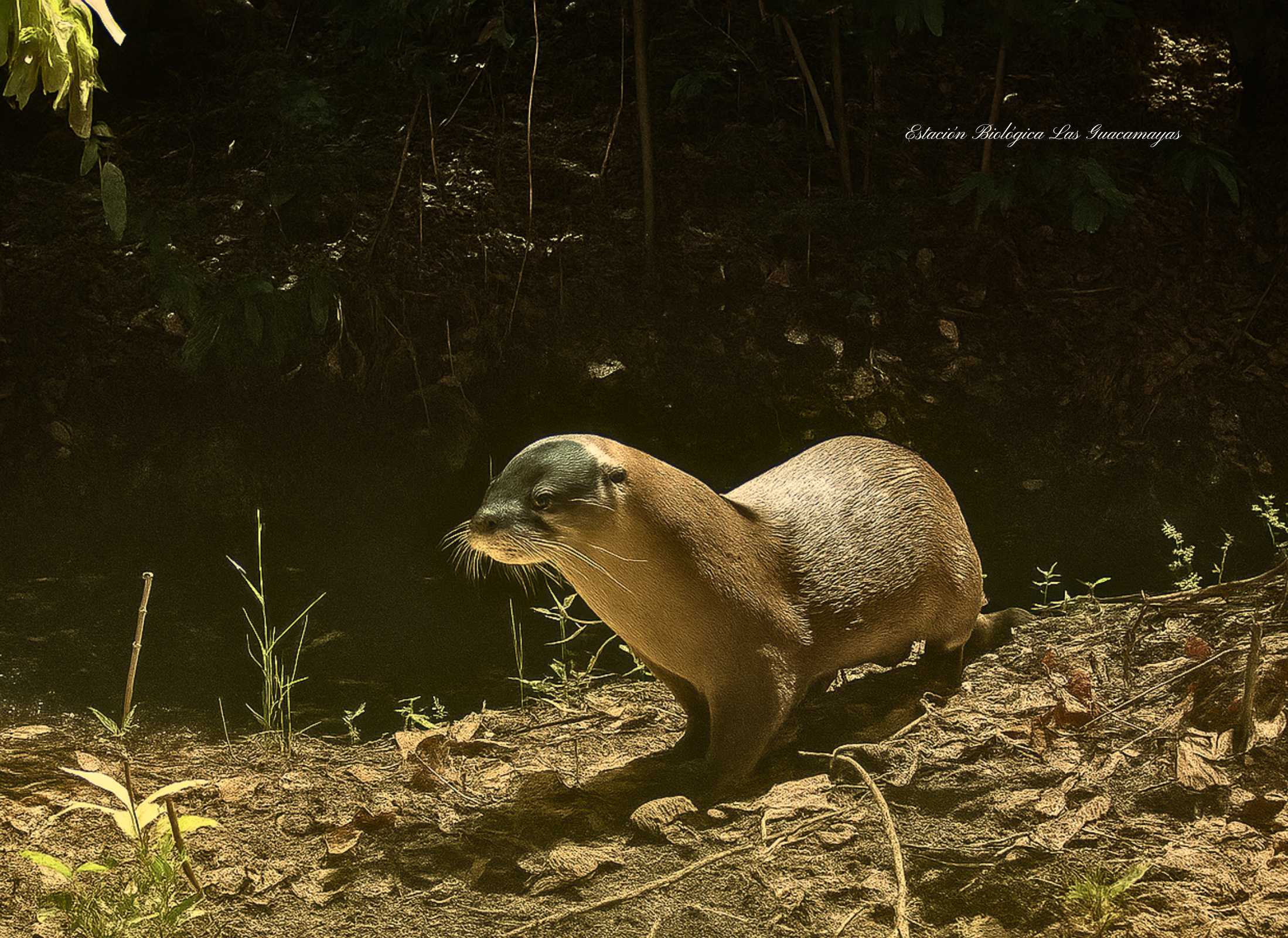 Nutria neotropical