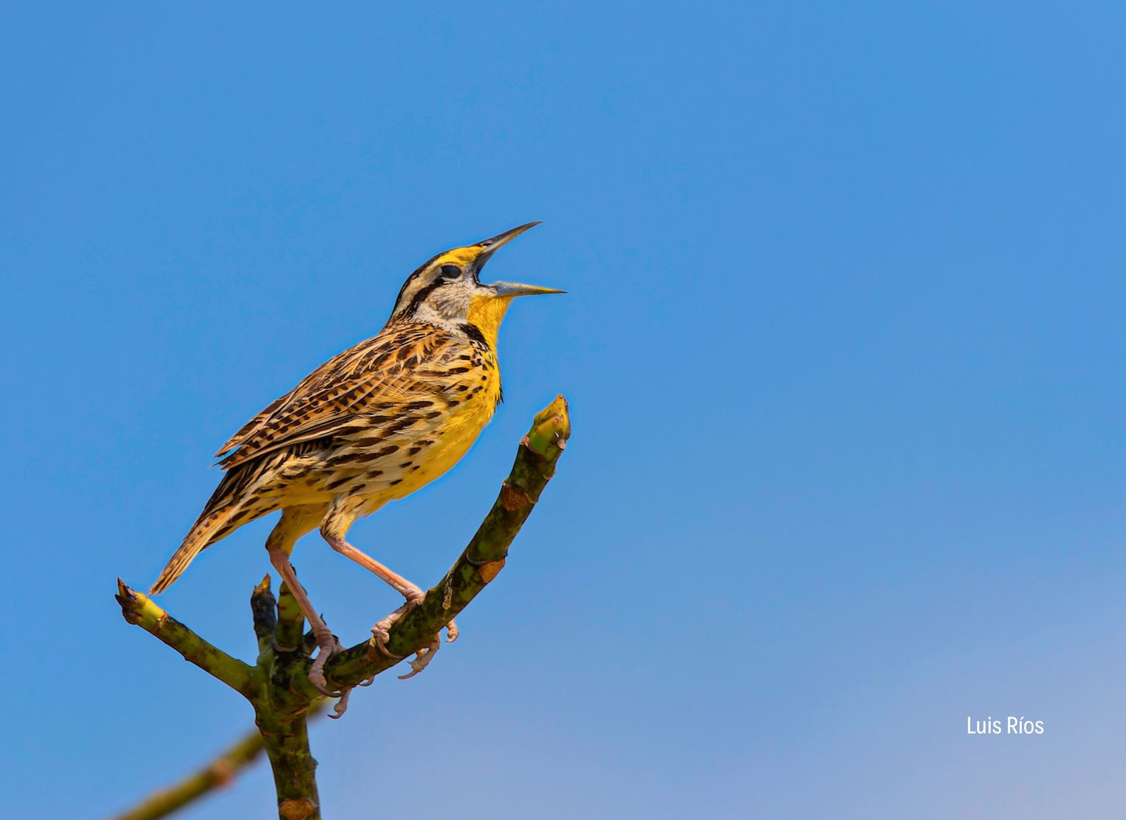 Eastern Meadowlark