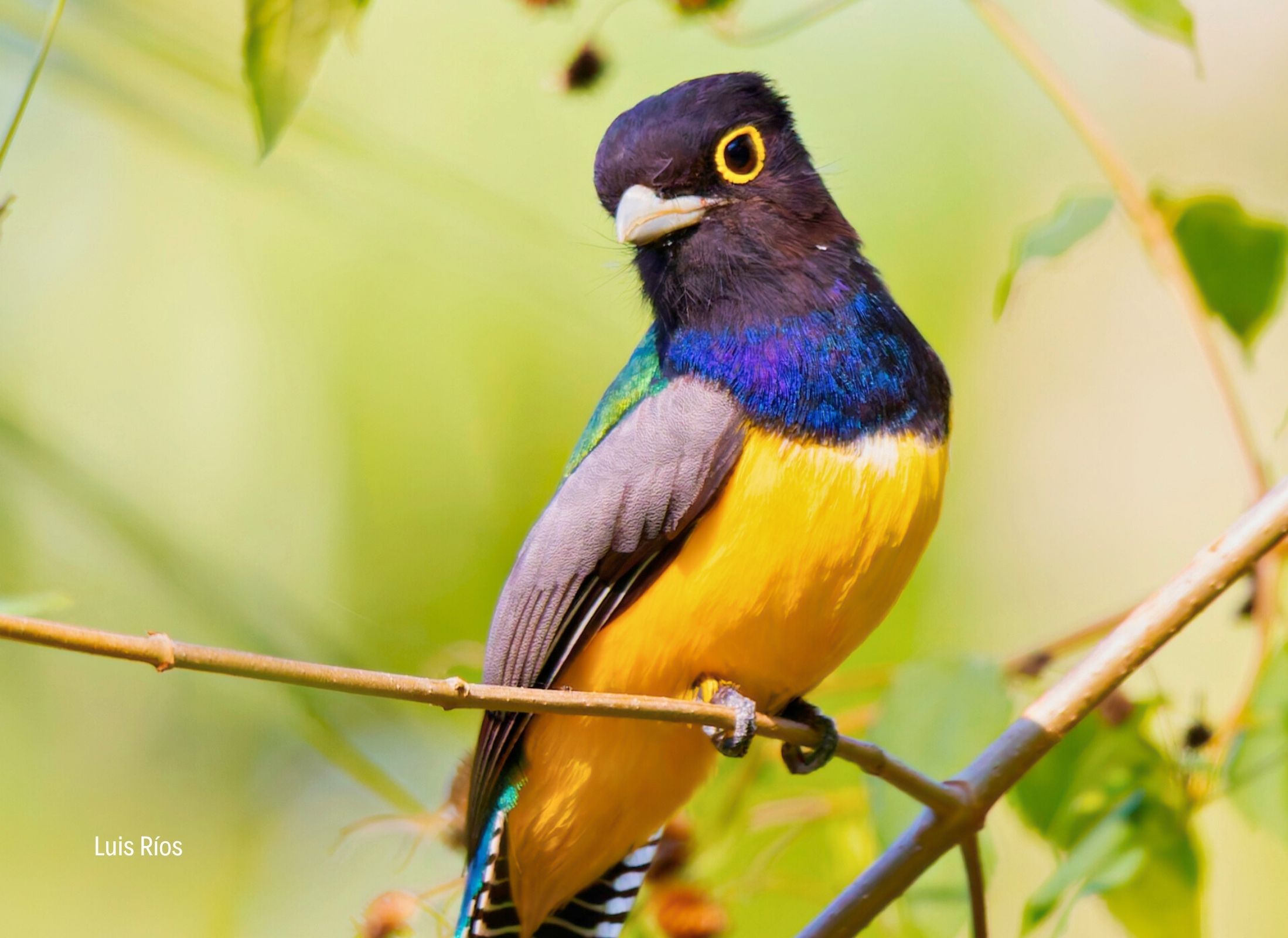 Gartered Trogon