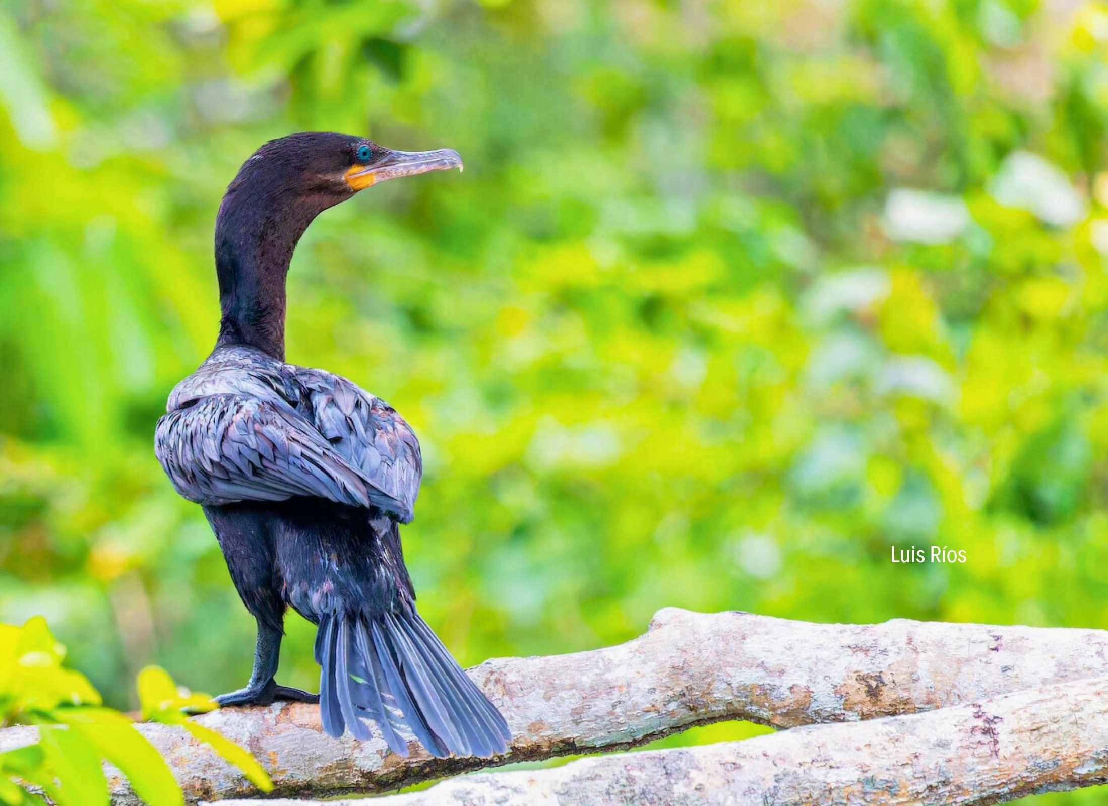 Cormoran Neotropical