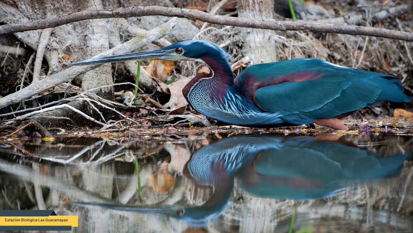 Agami Heron