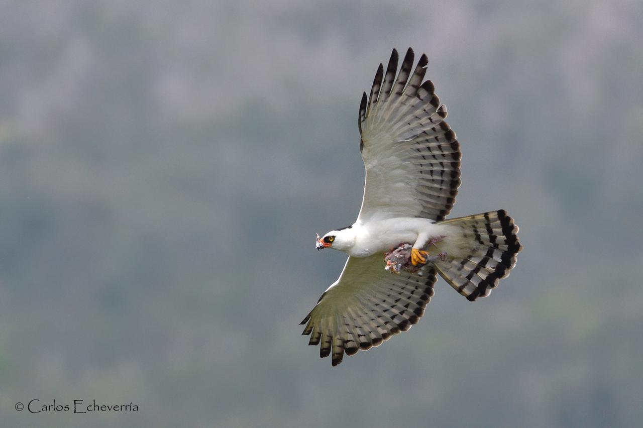 Aguila blanca y negra