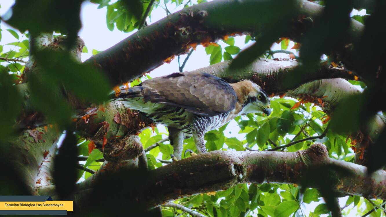 Ornate hawk eagle