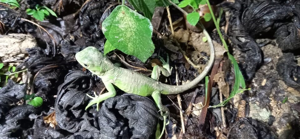 iguana 